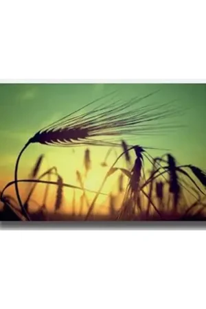 Livraison Express Radiateur à inertie ISP-MG Grain 950 Motif blé 1000 Watts Horizontal - Réf : 880220950